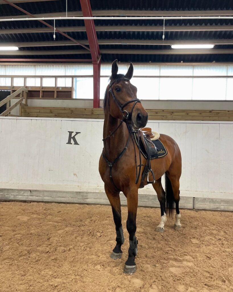 a horse in a arena - Borrby Nr1