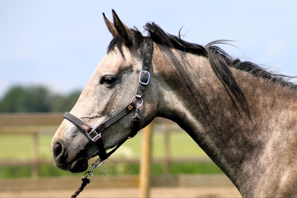 a horse with a bridle Borrby nr1