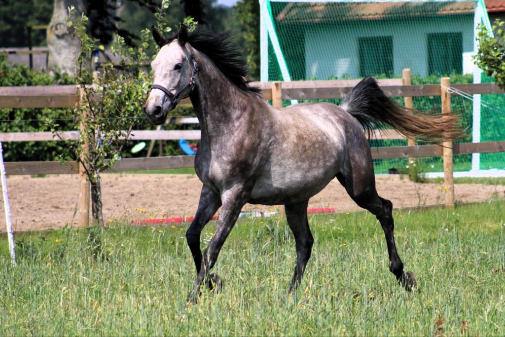 a horse running in a field Borrby nr1