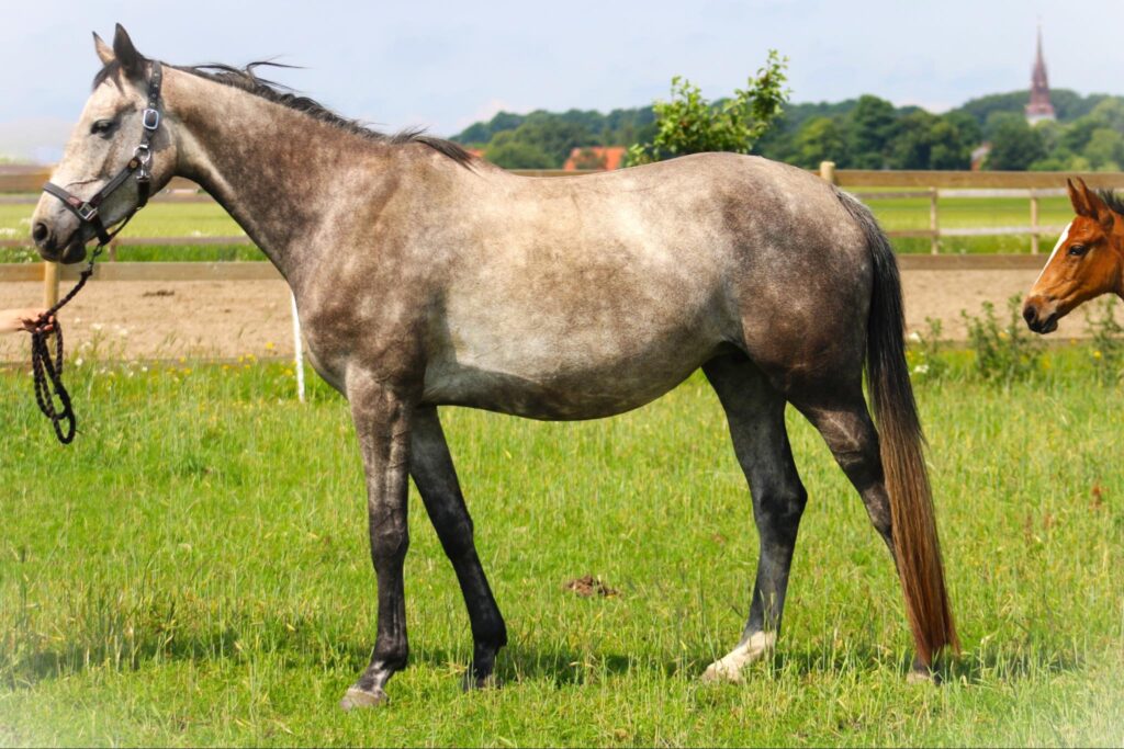 a horse standing in a field Borrby nr1