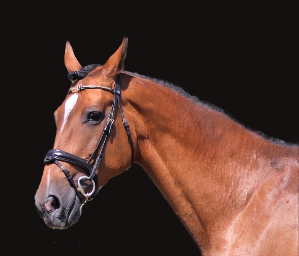 a horse with a bridle Borrby Nr1