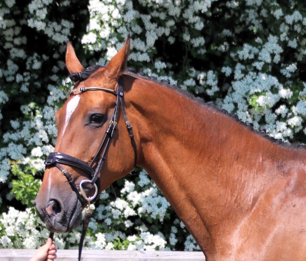 a horse with a bridle Borrby Nr1