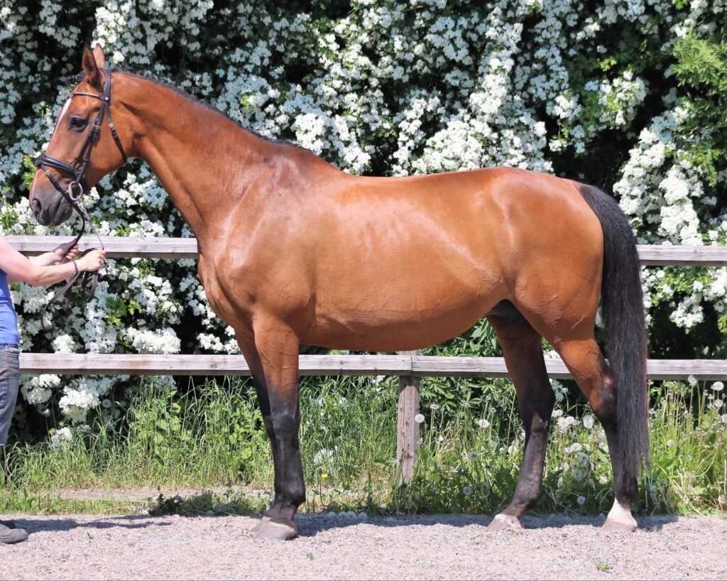 a person standing next to a horse in a paddock Borrby Nr1