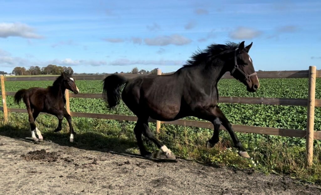 Fair Lady springer med sitt föl.