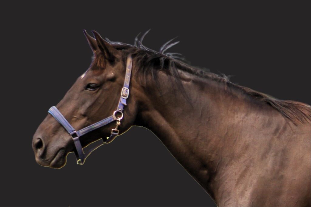 A horse with a blue halter Quidam de Revel