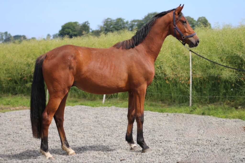 a horse standing on gravel at Borrby Nr1