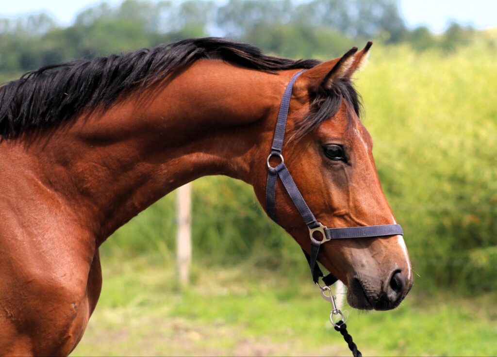 a horse with a halter at Borrby Nr1