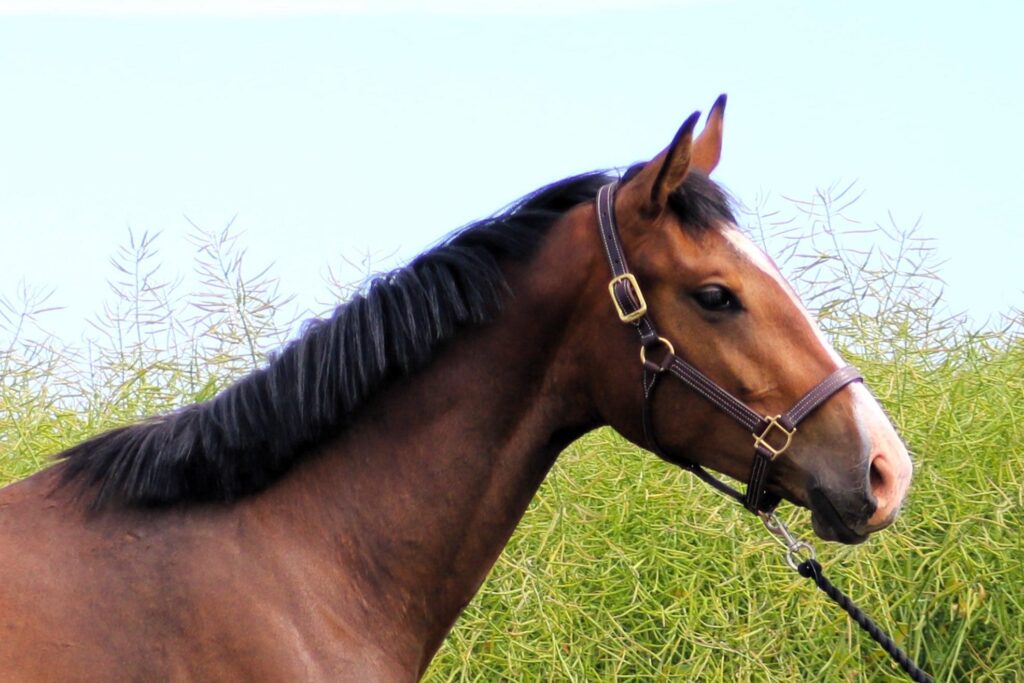 a horse standing in a field Borrby Nr1