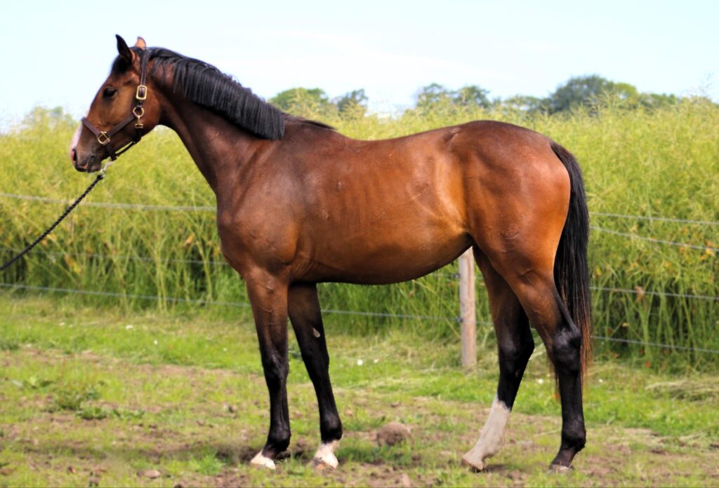 a horse standing in a fenced in area - Borrby Nr1