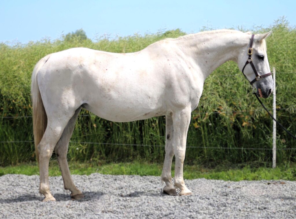 a white horse standing on gravel - Borrby Nr1