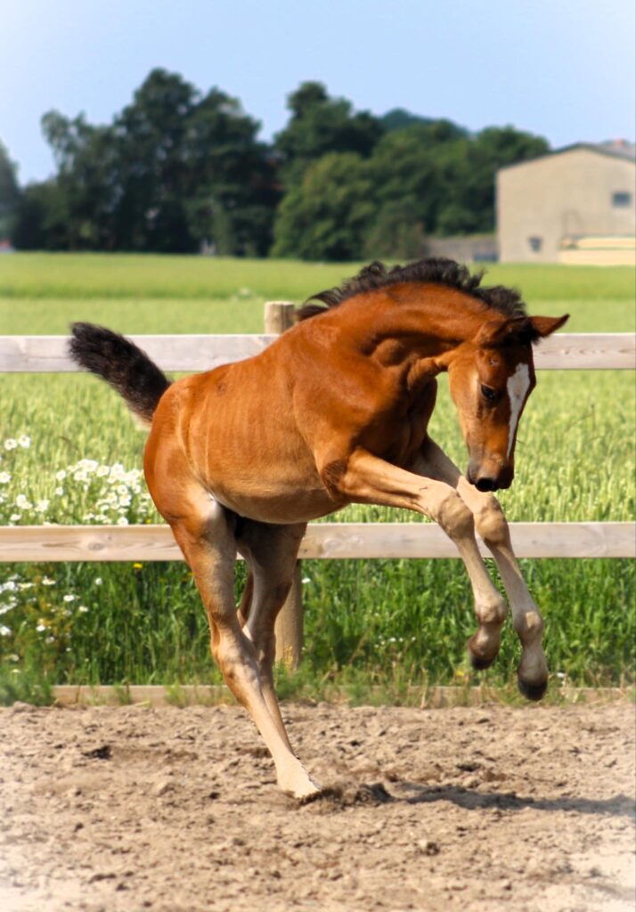 a horse jumping in the paddock Borrby Nr1