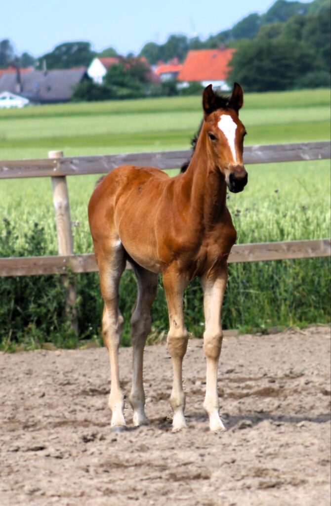 a horse standing in paddock - Borrby Nr1