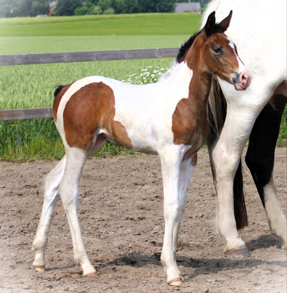 a brown and white horse standing next to a white horse at Borrby Nr1