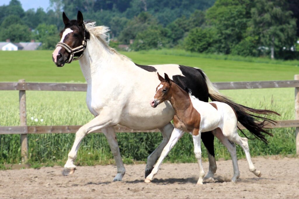 a horse and a foal running in a field at Borrby nr1