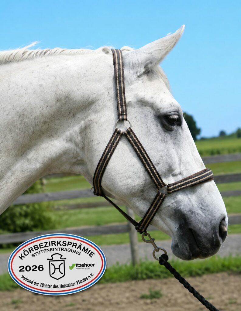 Chacco´s Paula Premiesto Holsteinerförbundet