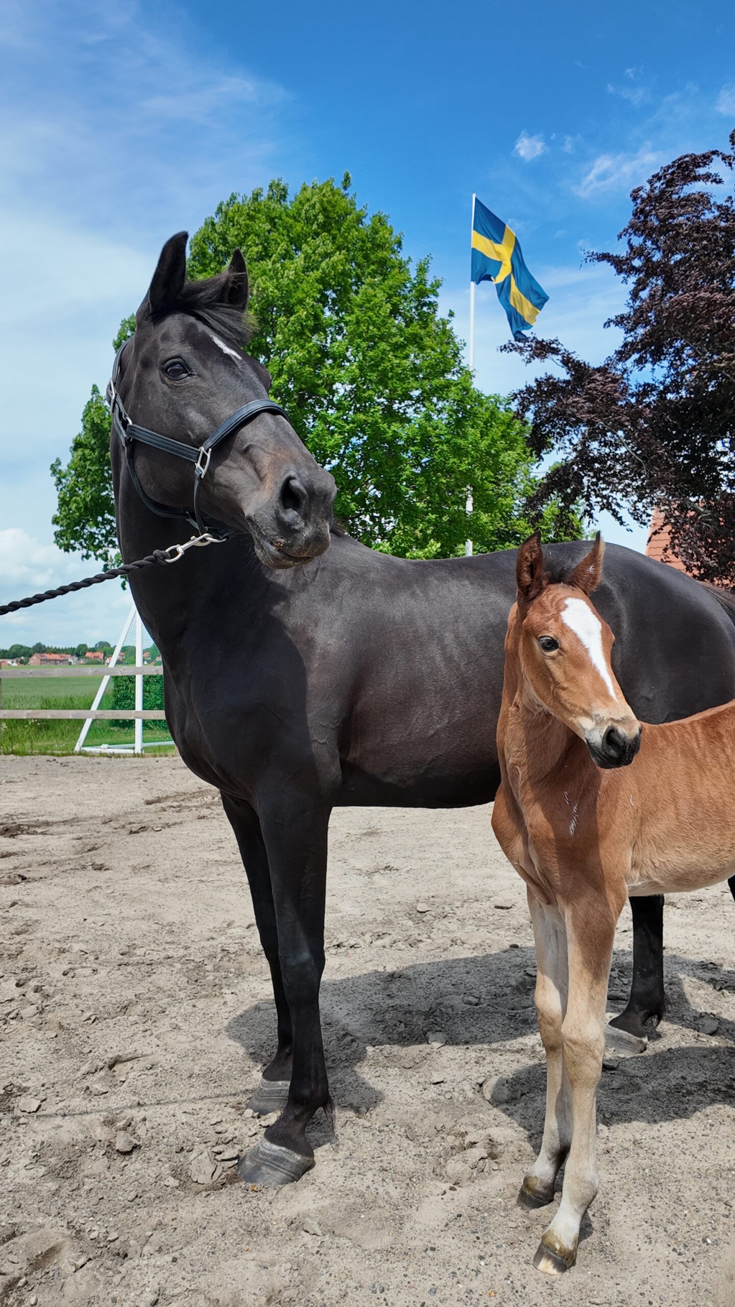 a horse and a foal standing in a paddock Borrby Nr1