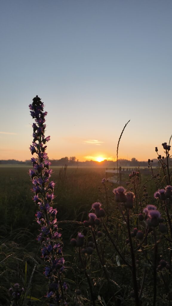 a purple flowers in a field Borrby Nr1