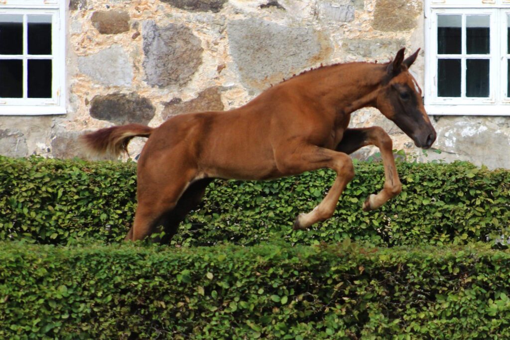 Horse jumping