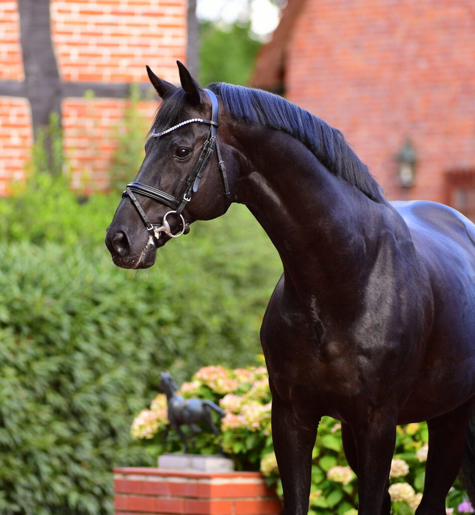 Årets SWB Hingst 2026