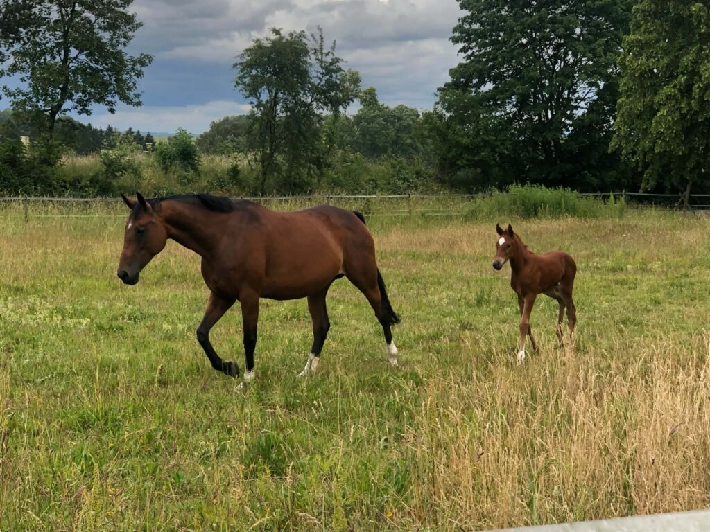 Chocolat - Borrby Nr1