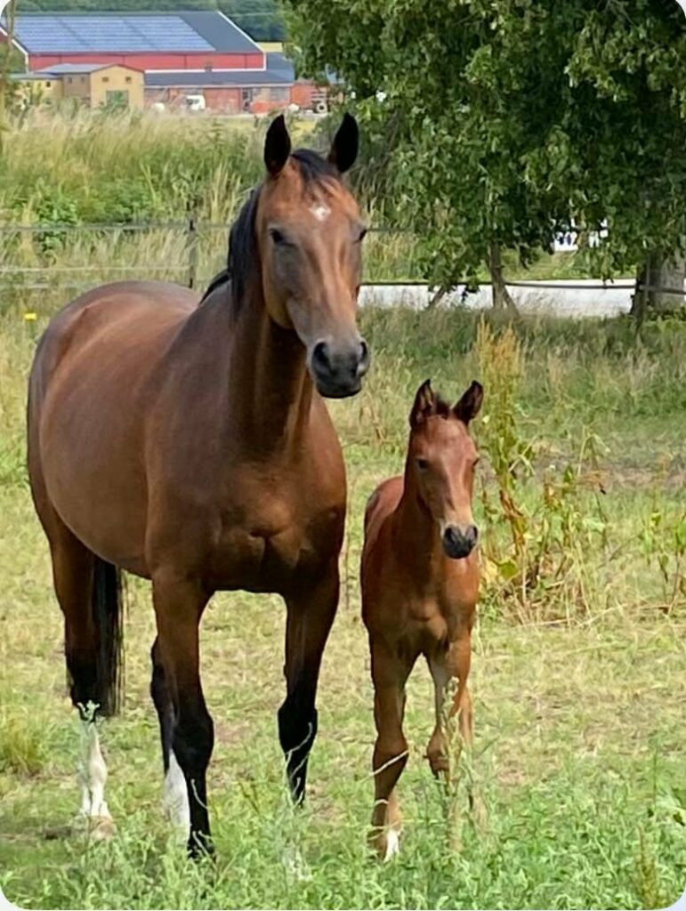 Chocolat - Borrby Nr1