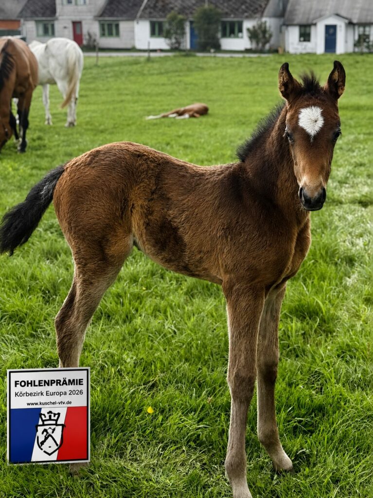 Omega Nr1 Premieföl Holsteinerförbundet