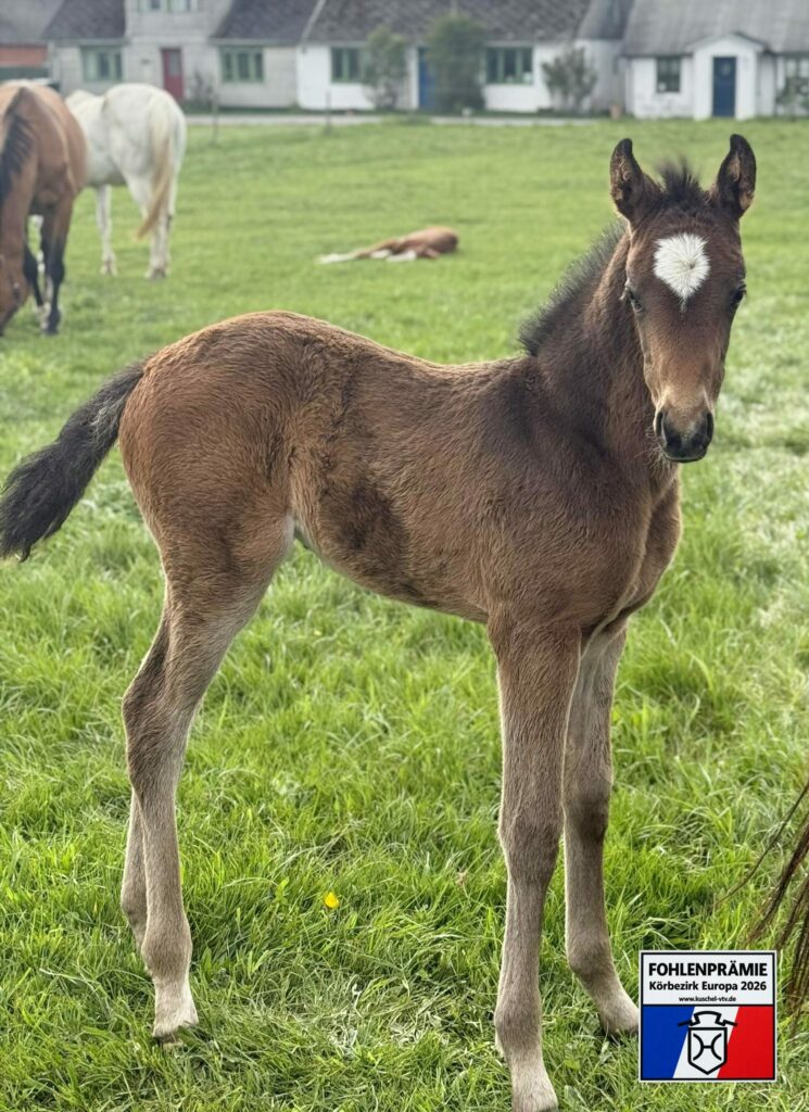 Premieföl Holsteinerförbundet