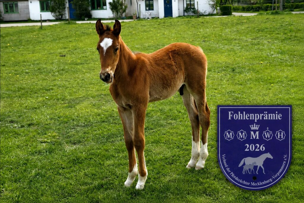 Orion Nr1 Fölpremie