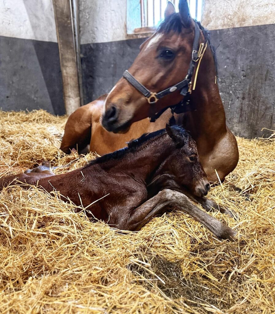 Xenia med sitt hingstföl e.Django Z