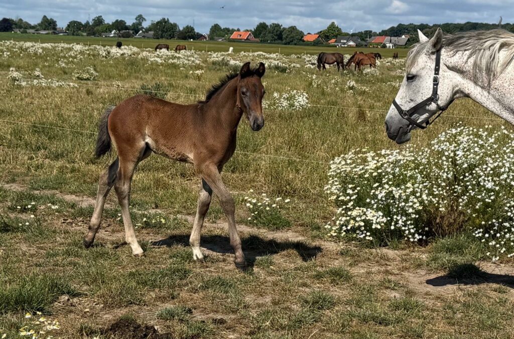 Herkules Nr1