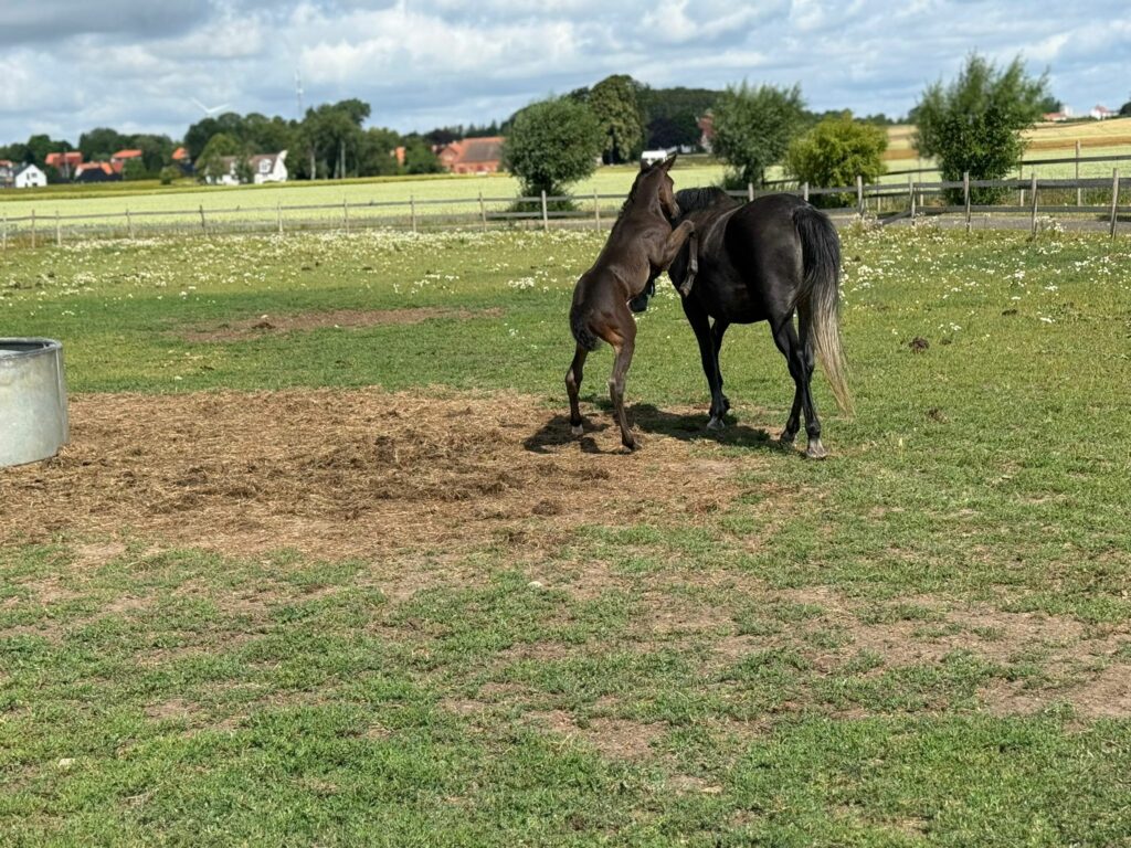 Balios Nr1