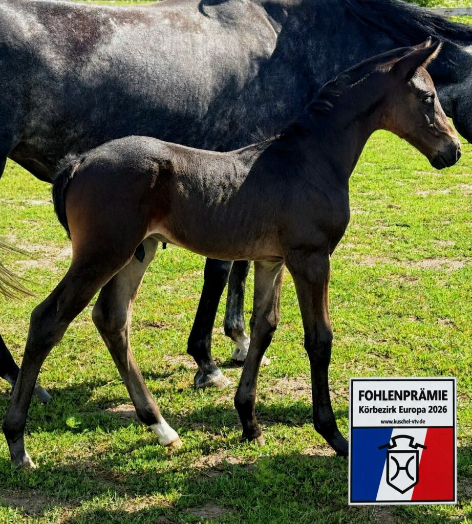 Balios Nr1 Premieföl Holsteinerförbundet