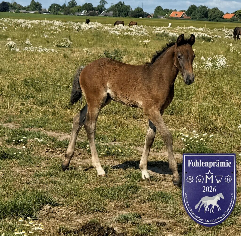 Herkules Nr1 Förbandspremie i hagen