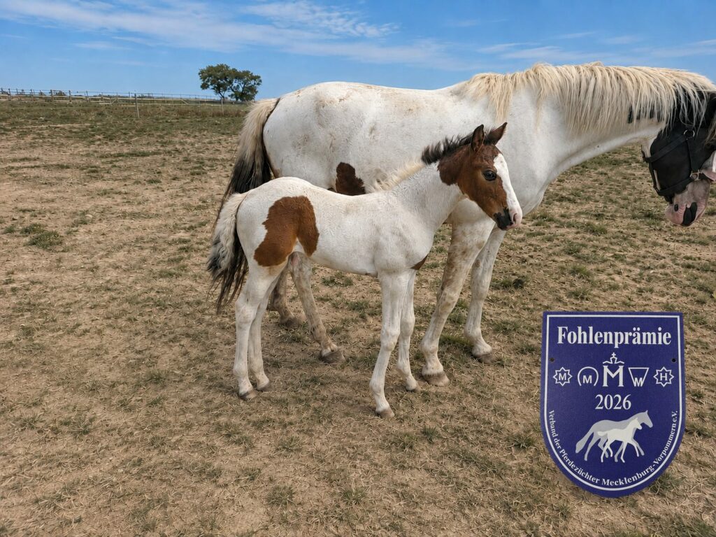 Cronus Nr1 Förbandspremie med Duchess Nr1