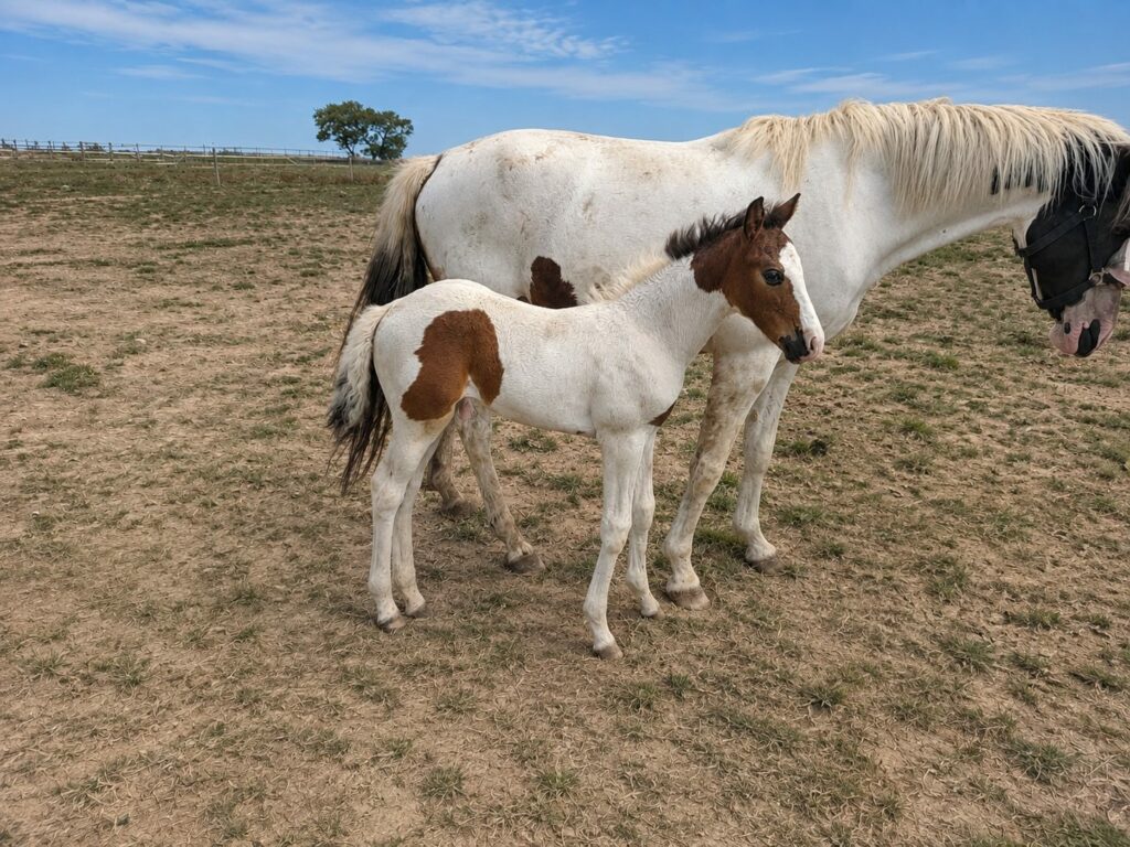 Cronus Nr1 med Duchess Nr1