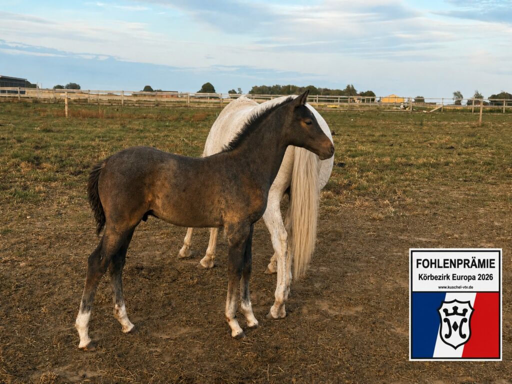 Dardanus Nr1 Premieföl Holsteinerförbundet