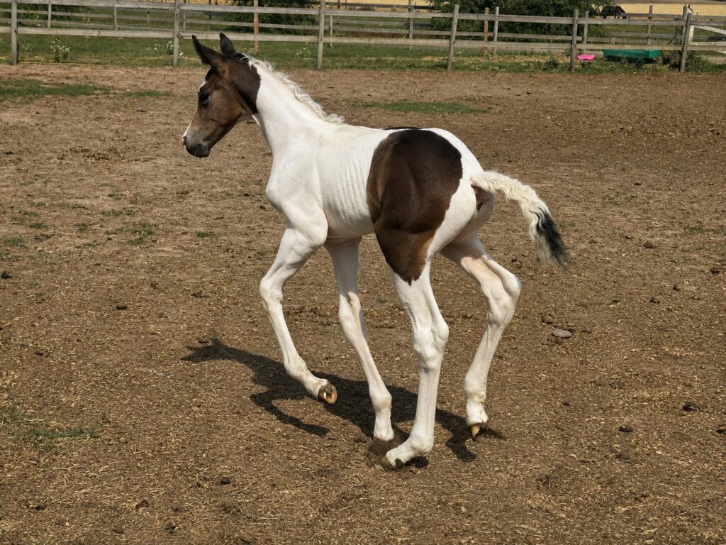 Sirius Nr1 Galopp