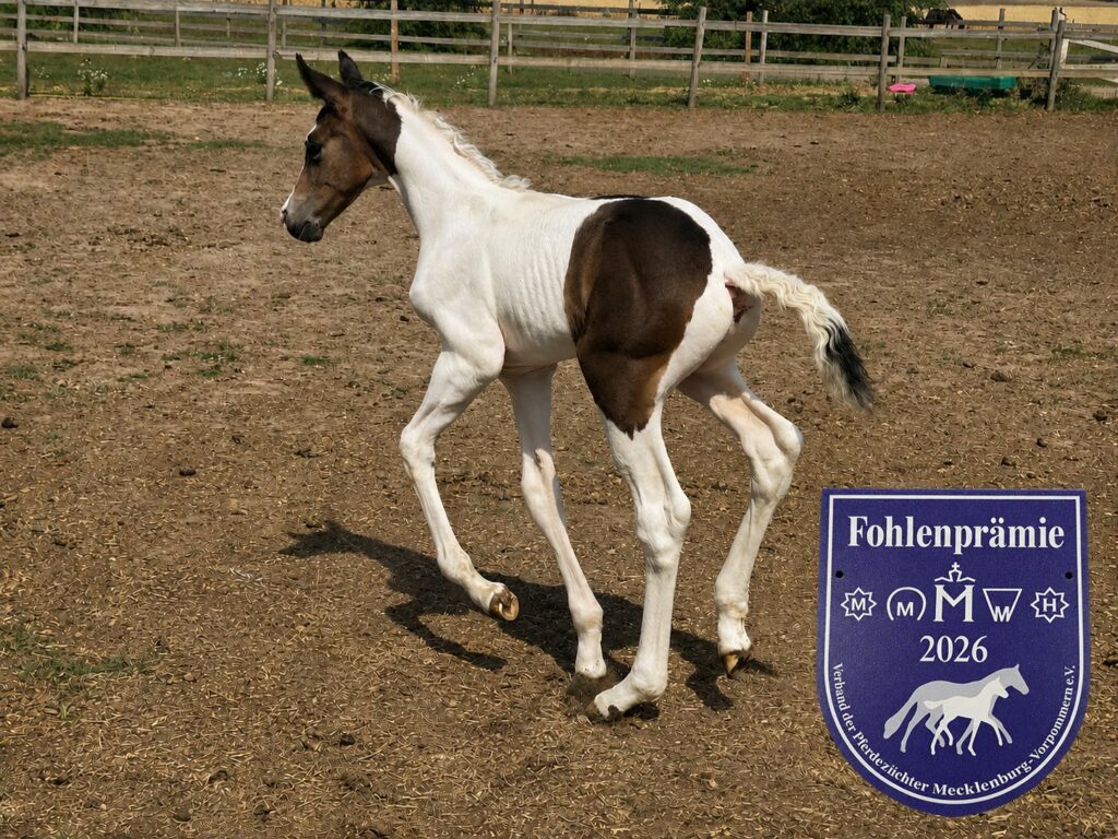 Sirius Nr1 Galopp Förbandspremie