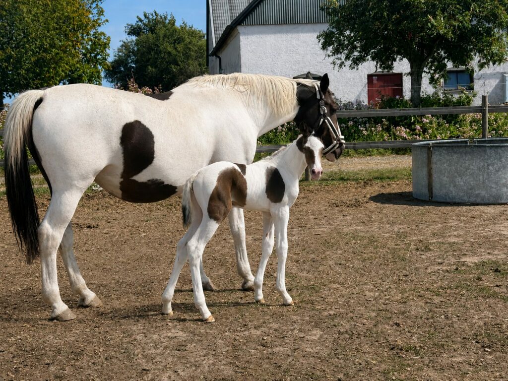 Sirius Nr1 med Daisy