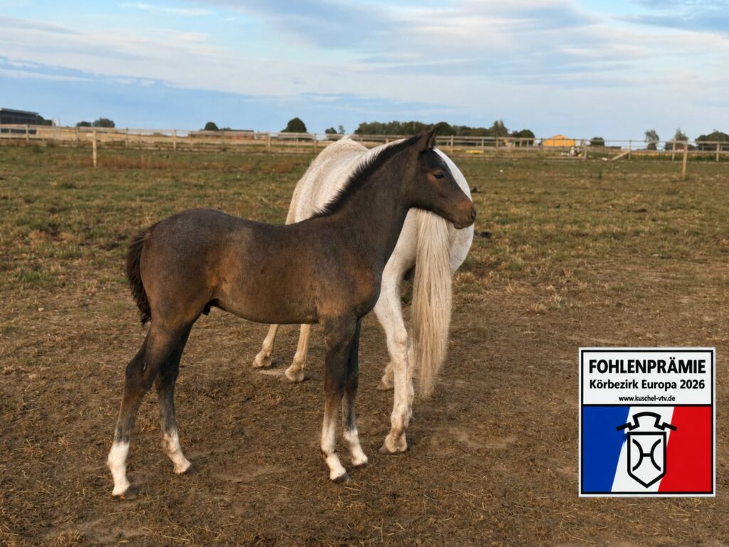 Dardanus Nr1 Premieföl Holsteinerförbundet
