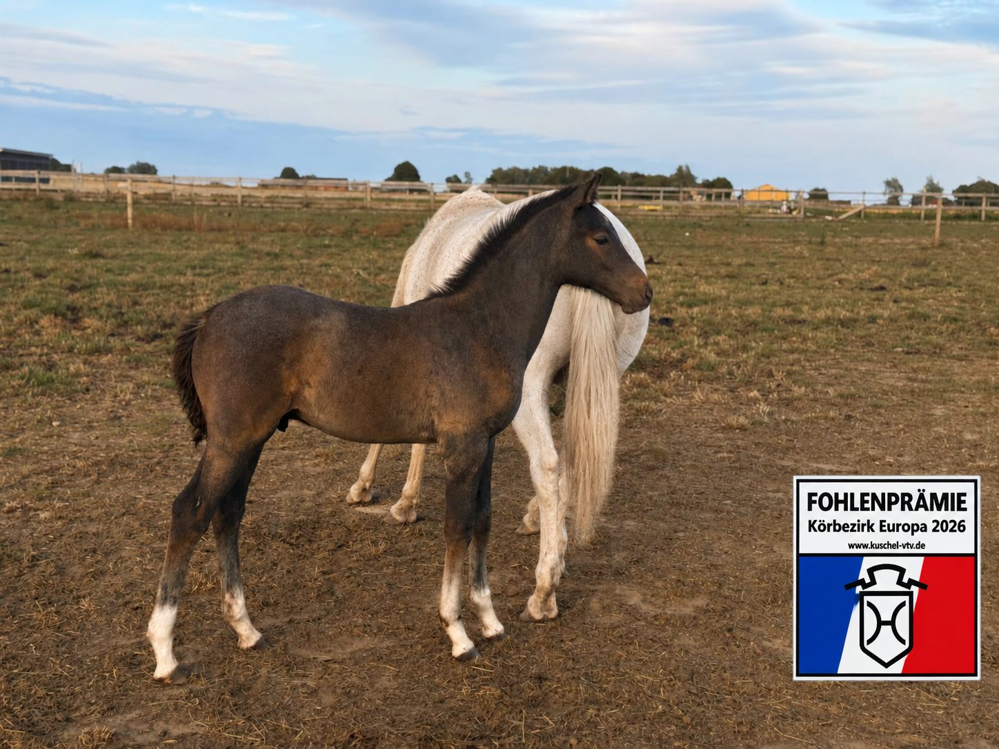 Dardanus Nr1 Premieföl Holsteinerförbundet